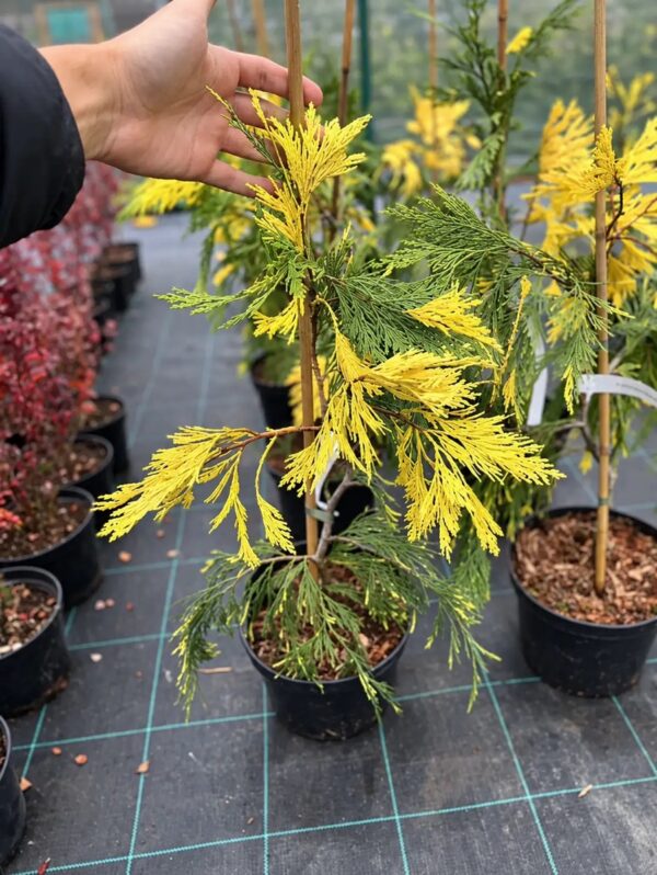 Калоцедрус Ауреовариегата 'Aureovariegata'