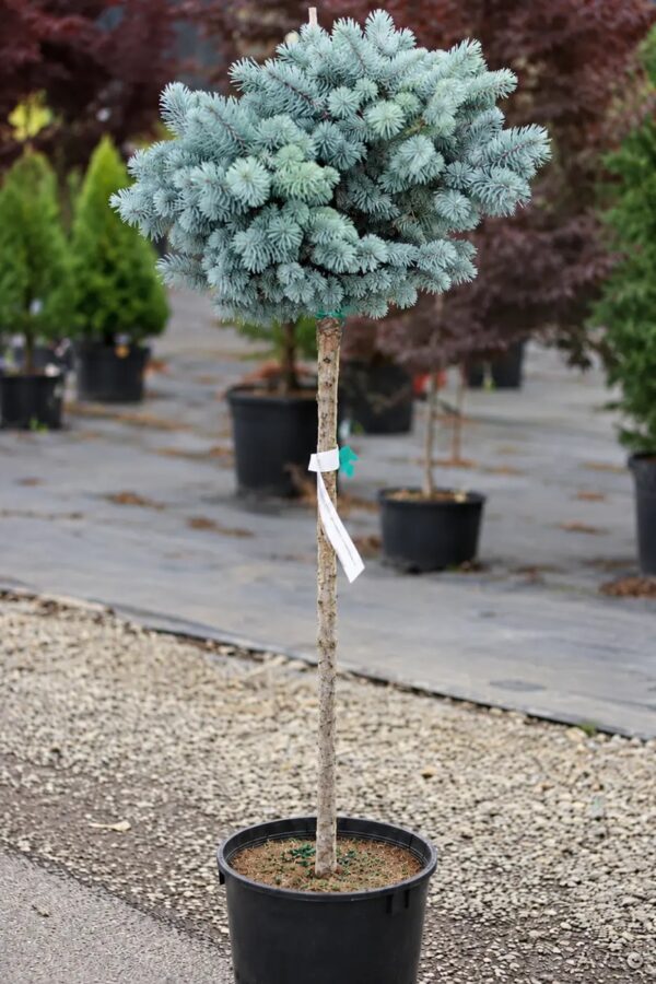 Ель Глаука Глобоза 'Glauca Globosa', штамб 1,2 м