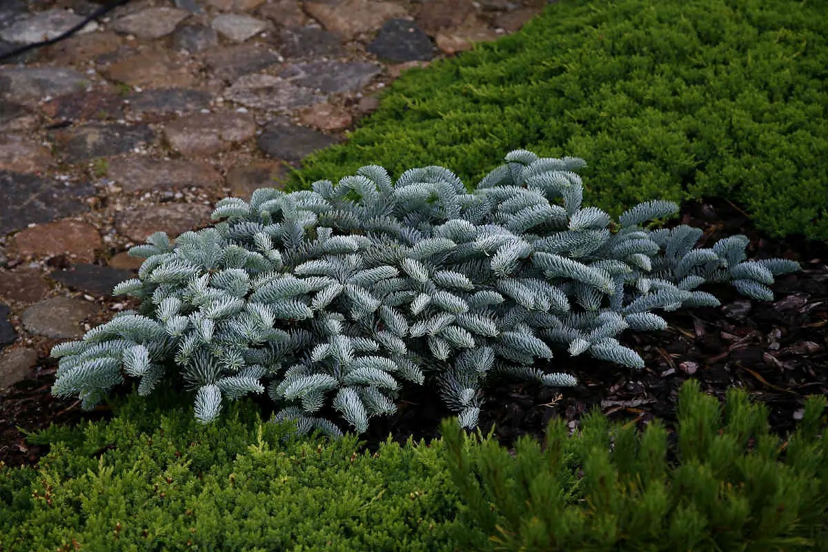 Пихта благородная 'Glauca Prostrata'