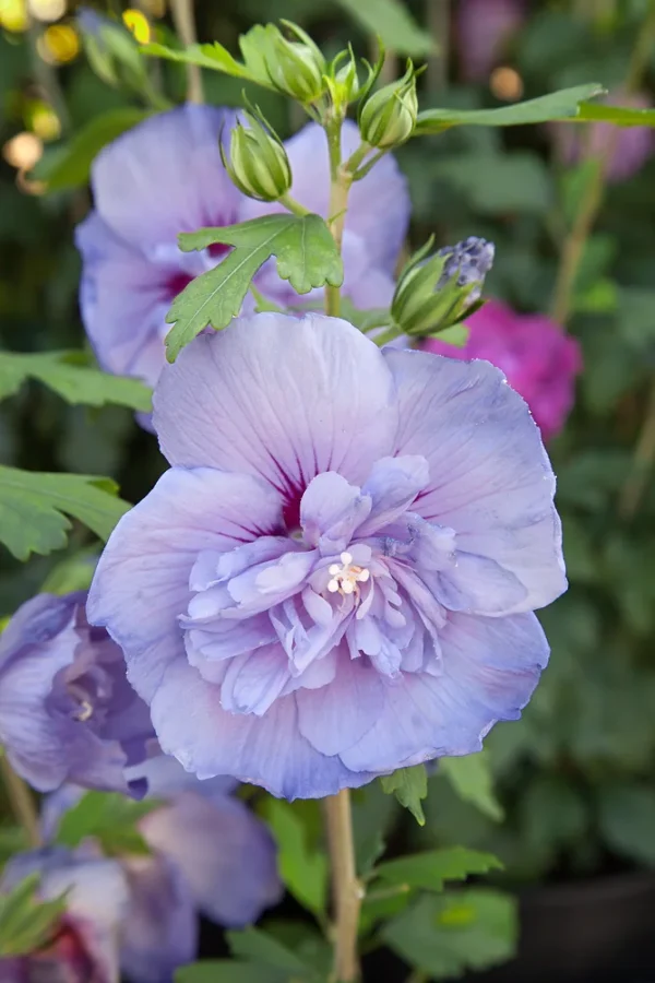 Блю Шифон ‘Blue Chiffon’