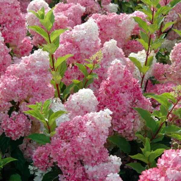 Ванилла Фрейз ‘Vanille Fraise’