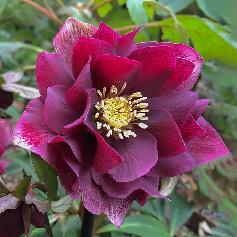 Морозник ‘DOUBLE ELLEN Red’