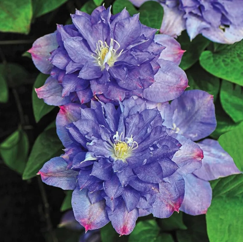 Клематис Блю Эксплоужен 'Blue Explosion'