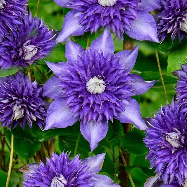 Мульти Блю ‘Multi Blue’