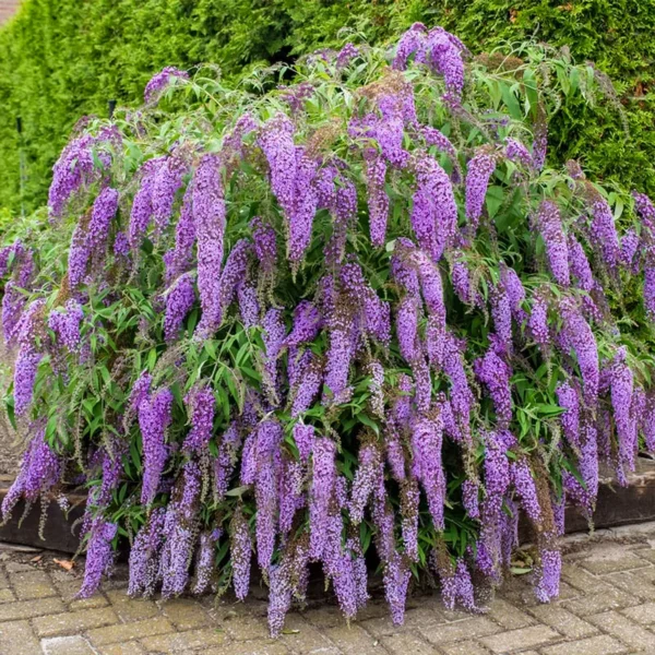 Вистериа Лэйн ‘Wisteria Lane’