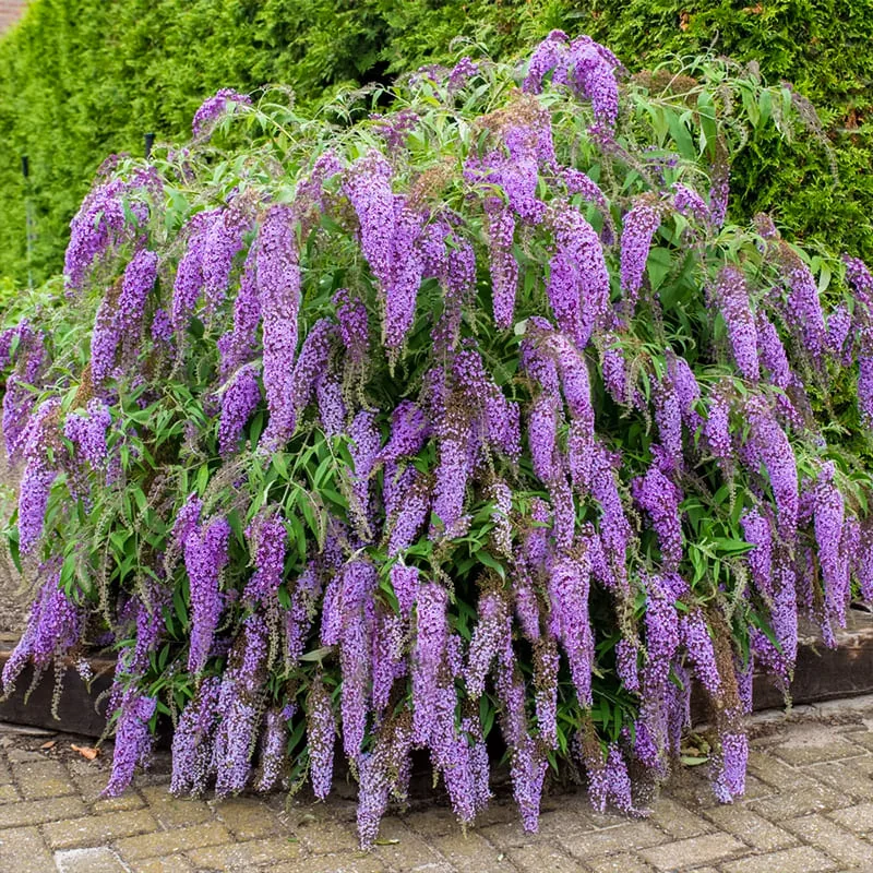 Буддлея Вистериа Лэйн 'Wisteria Lane'