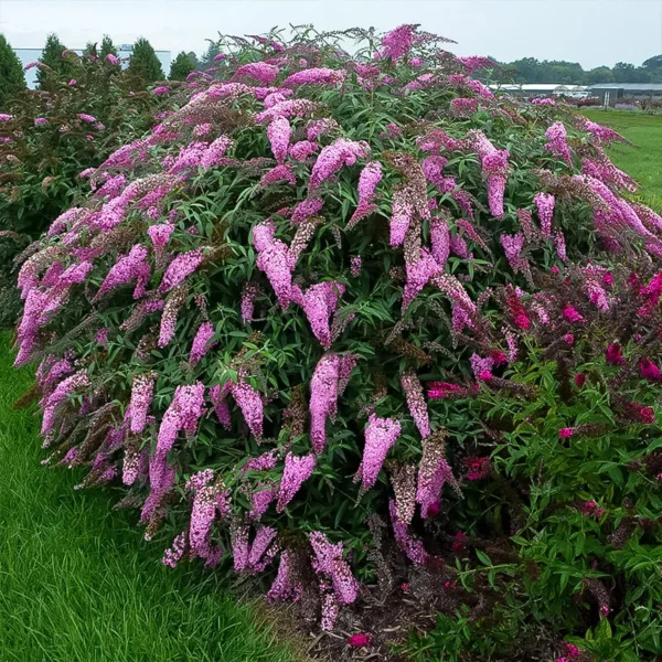 Пинк Каскад ‘Pink Cascade’