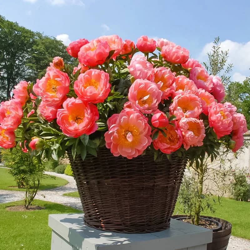 Пион Корал Сансет 'Coral Sunset' — изображение 4