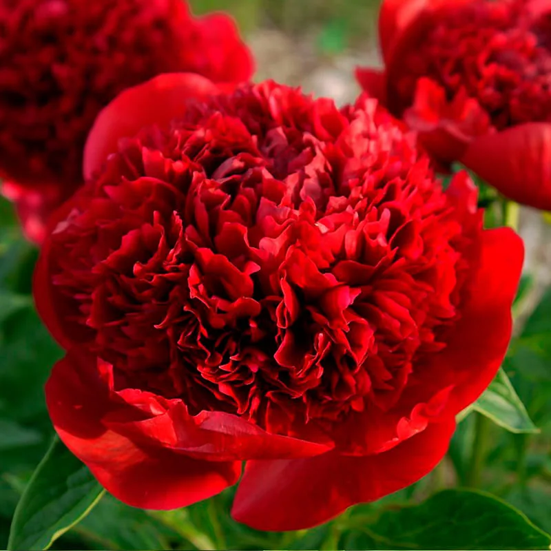 Пион Ред Чарм 'Red Charm'