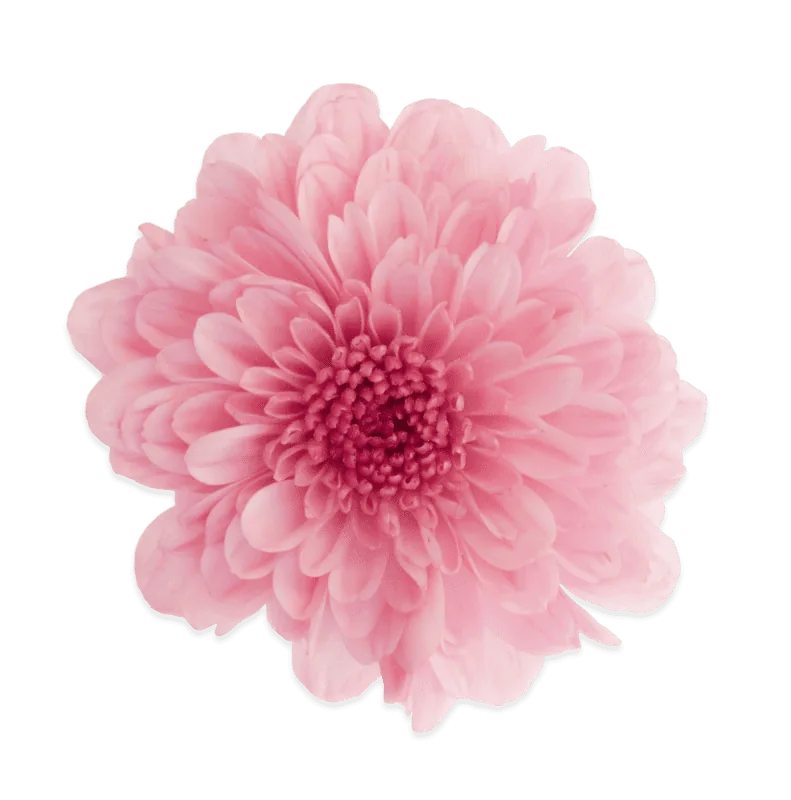 Бореали Росе ‘Borealie Rose’ — изображение 2