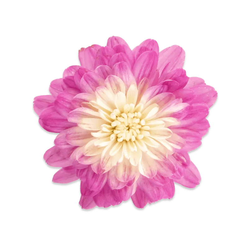 Хризантема Дайбрек Эплблоссом 'Daybreak Appleblossom' — изображение 2
