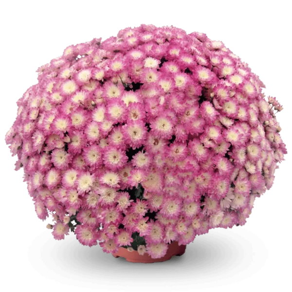 Дайбрек Эплблоссом ‘Daybreak Appleblossom’