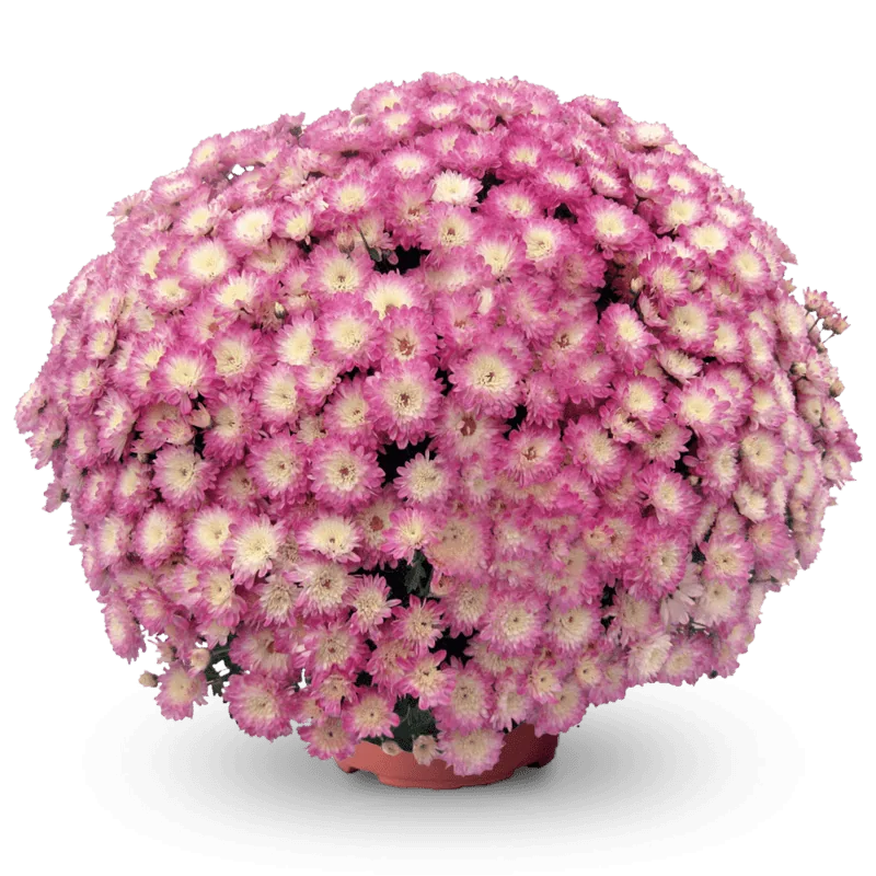 Хризантема Дайбрек Эплблоссом 'Daybreak Appleblossom'
