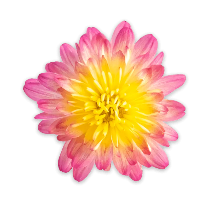 Дайбрек Эплблоссом Елоу ‘Daybreak Appleblossom Yellow’ — изображение 2