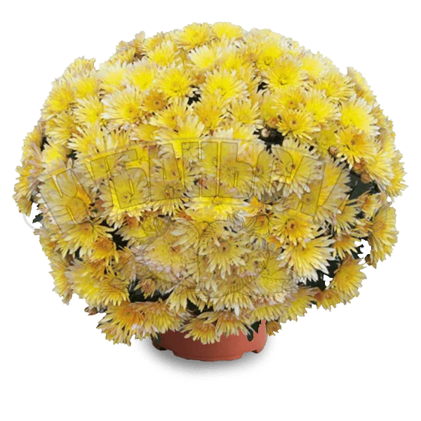 Кёр де Лорен Амбре жун ‘Coeur de Lorraine Ambre jaune’