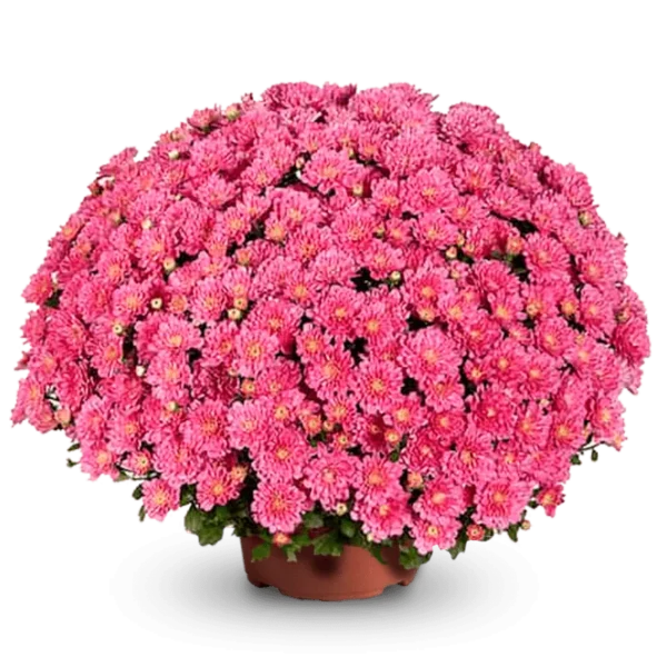 Дито Дарк Пинк ‘Ditto Dark Pink’