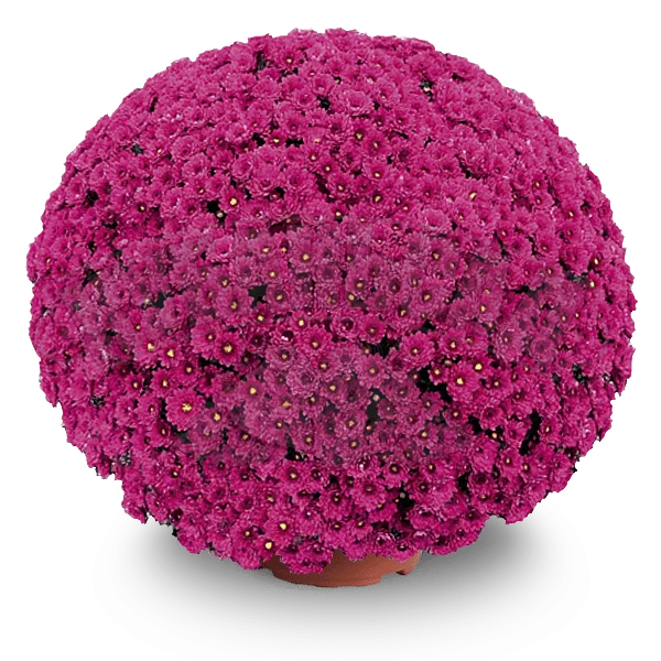 Ноар Мув ‘Noir Mauve’