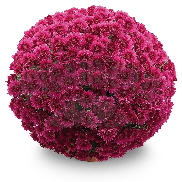 Кёр де Виолет ‘Coeur de Violette’