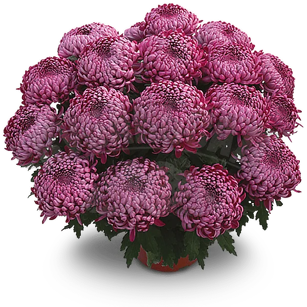 Ириса Виолет ‘Irisa Violet’