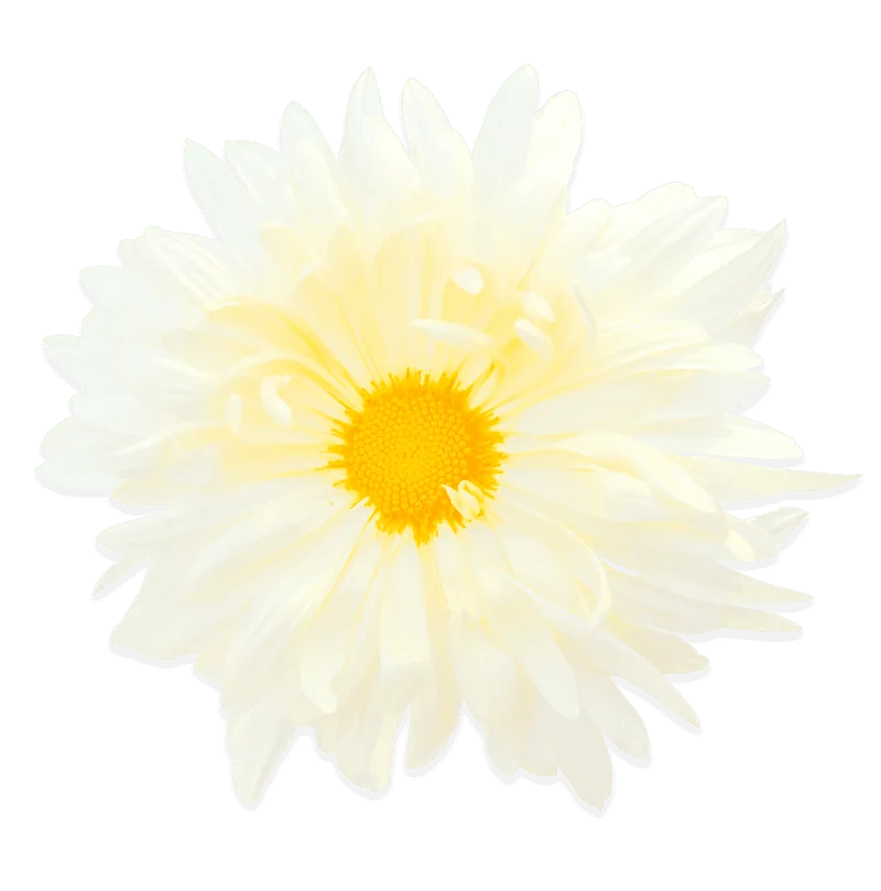 Мисс Дайзи Бланк ‘Miss Daisy Blanc’ — изображение 2