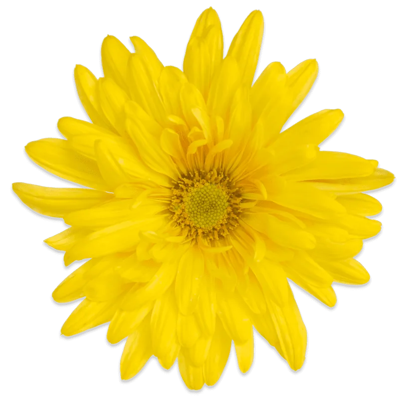 Хризантема Мисс Дейзи Дор 'Miss Daisy Dore' — изображение 2