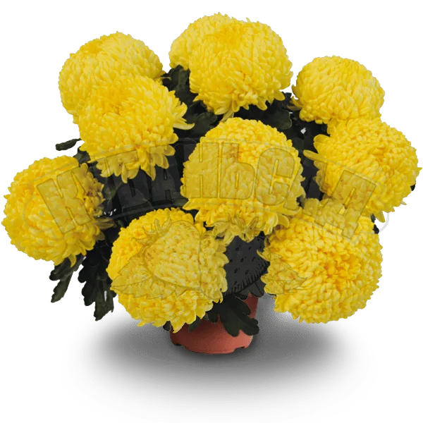 Оклер жун ‘Oclair jaune’