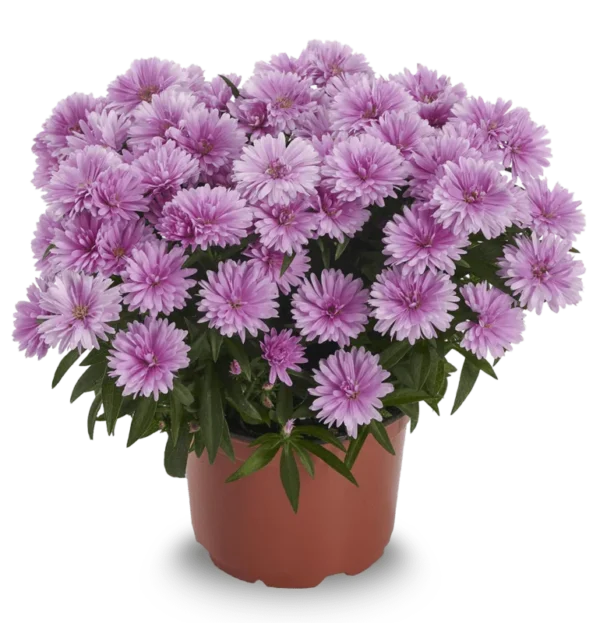 Шоумекерс Байби Пинк ‘Showmakers Baby Pink’