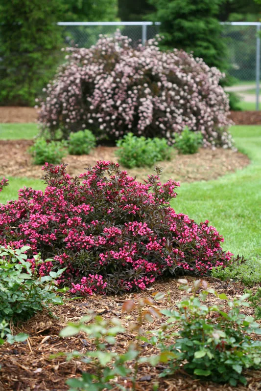 Нана Пурпуреа ‘Weigela florida Nana Purpurea’ — изображение 2