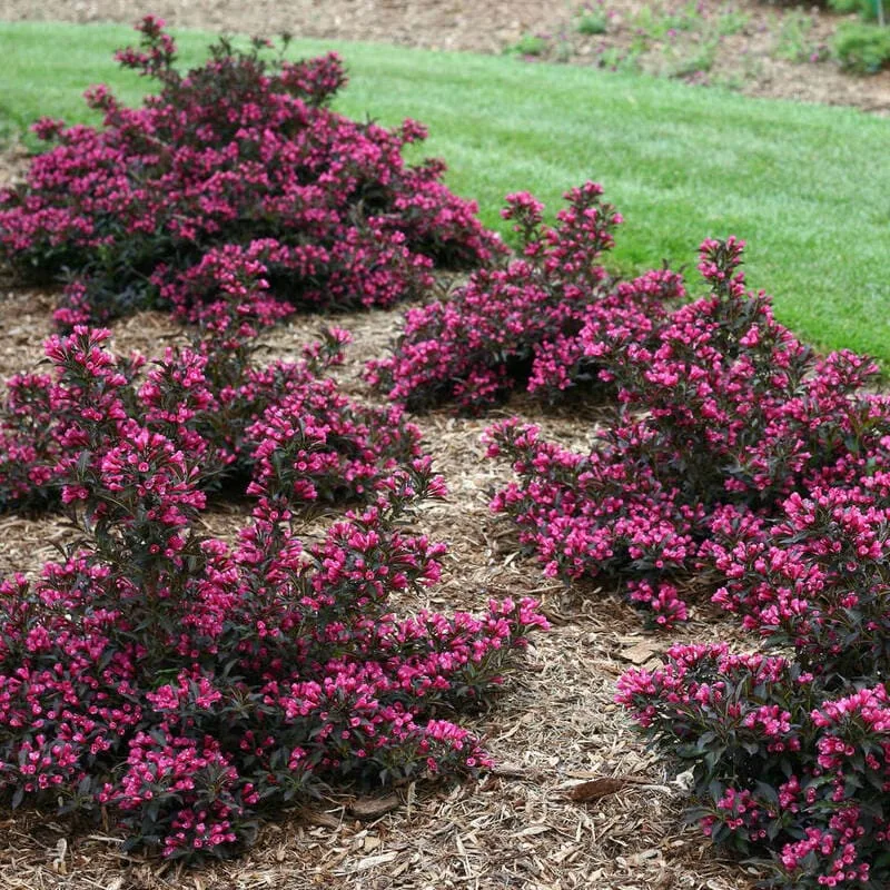Нана Пурпуреа ‘Weigela florida Nana Purpurea’ — изображение 3