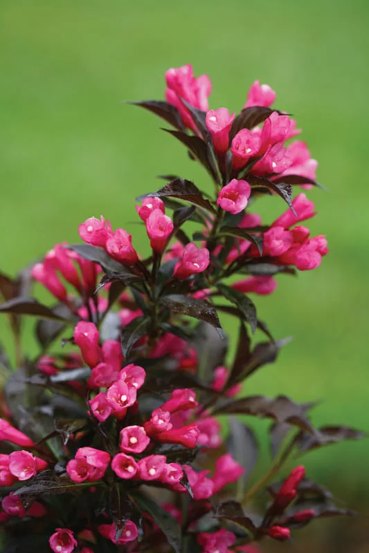 Нана Пурпуреа ‘Weigela florida Nana Purpurea’ — изображение 4