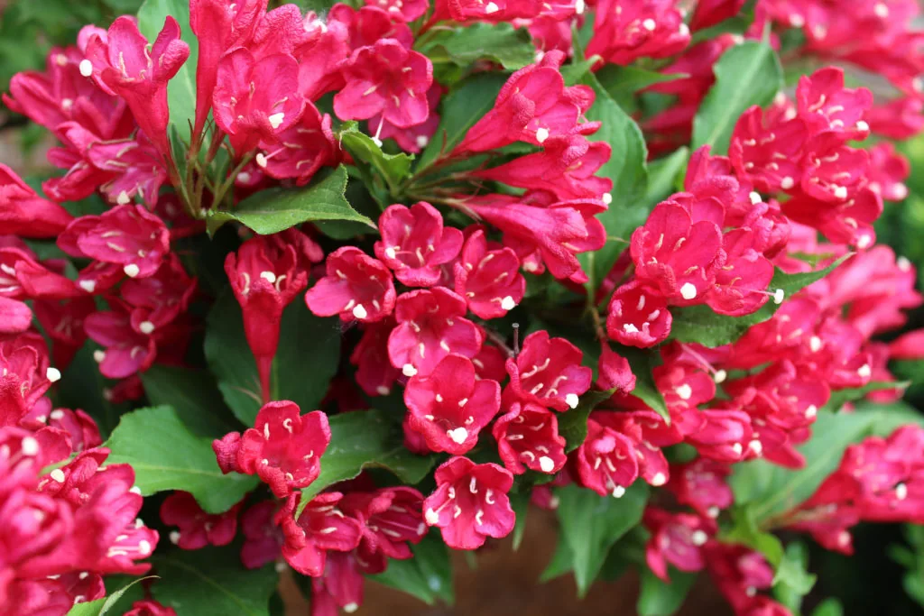 Вейгела Бристол Руби ‘Weigela Bristol Ruby’ — изображение 2
