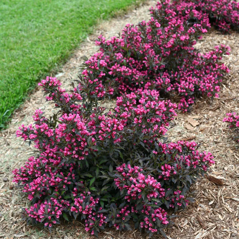 Нана Пурпуреа ‘Weigela florida Nana Purpurea’ — изображение 5