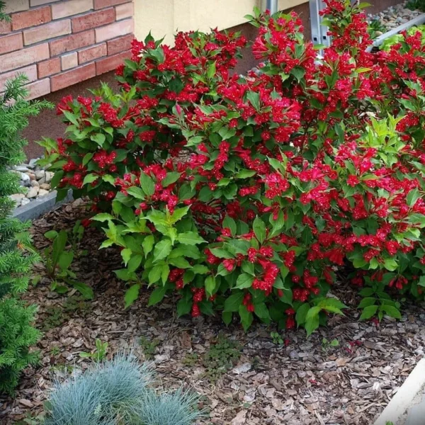 Вейгела Бристол Руби ‘Weigela Bristol Ruby’