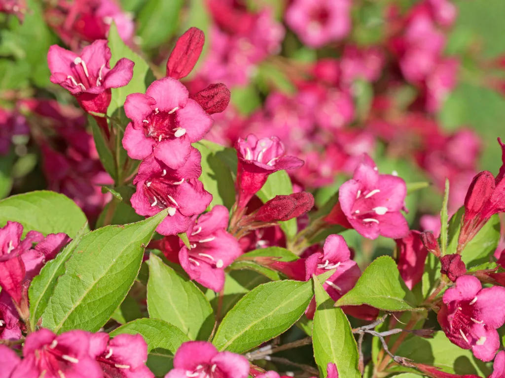 Вейгела Бристол Руби ‘Weigela Bristol Ruby’ — изображение 3