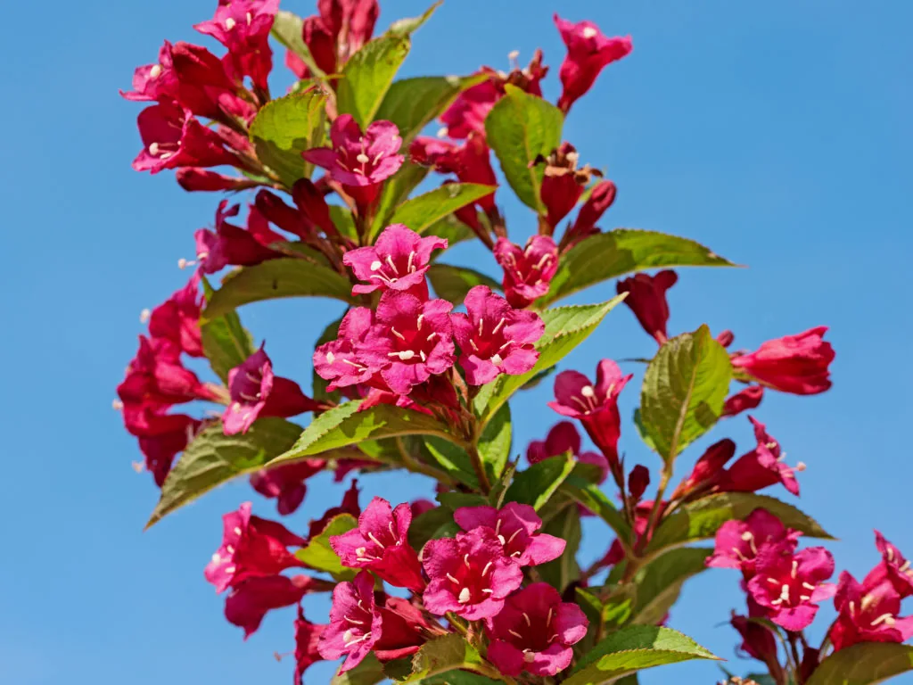 Вейгела Бристол Руби ‘Weigela Bristol Ruby’ — изображение 5