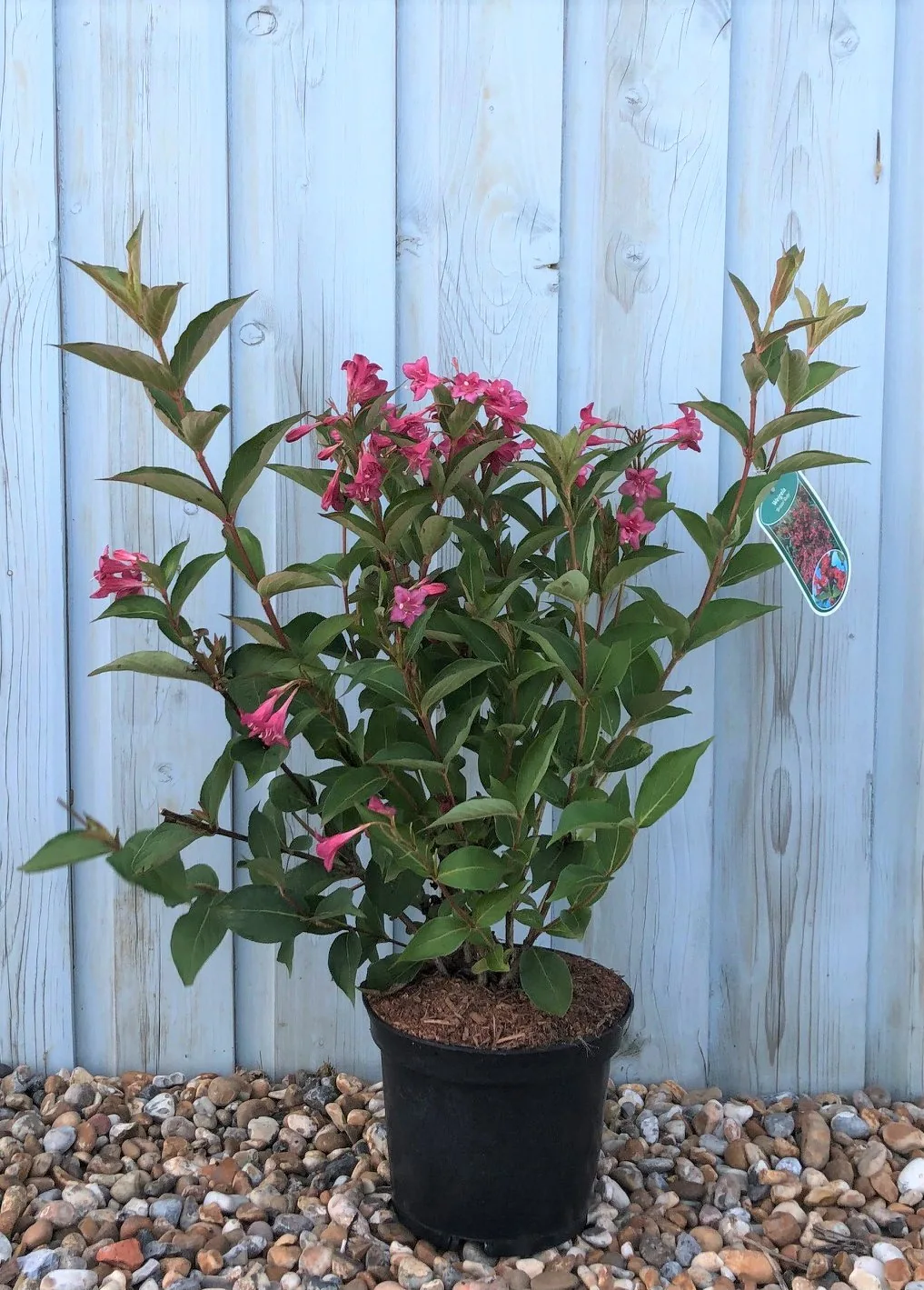 Вейгела Бристол Руби ‘Weigela Bristol Ruby’ — изображение 4