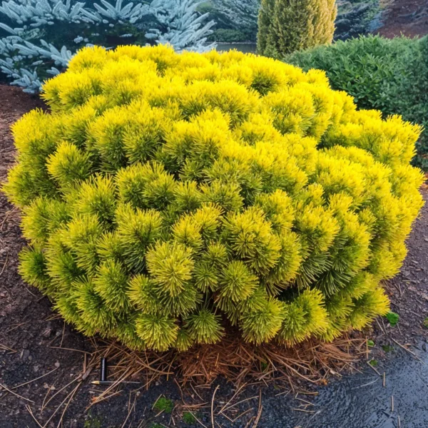 Сосна горная Винтер Голд ‘Winter Gold’