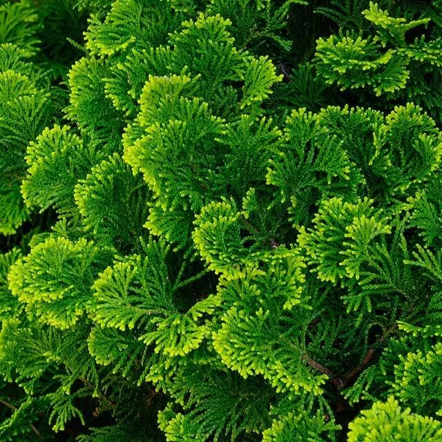 Кипарисовик Нана Грацилис ‘Nana Gracilis’ — изображение 3