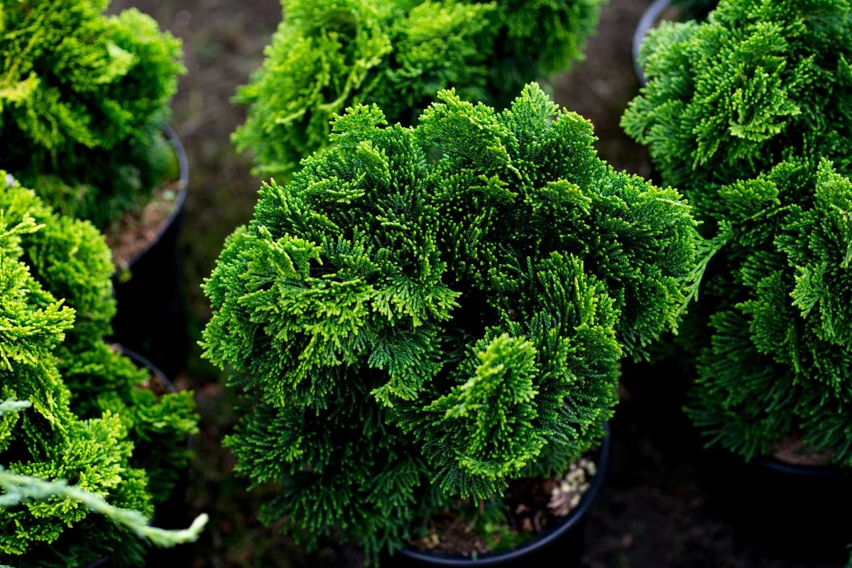 Кипарисовик Нана Грацилис ‘Nana Gracilis’ — изображение 2