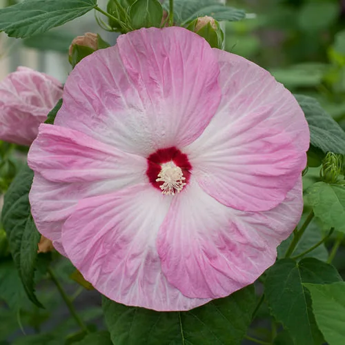 Гибискус Пинк Свирл ‘Pink Swirl’