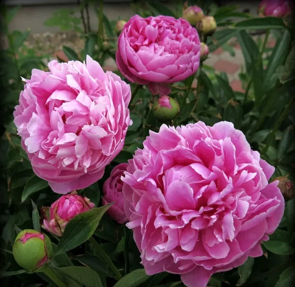 Джакорма ‘Jacorma’