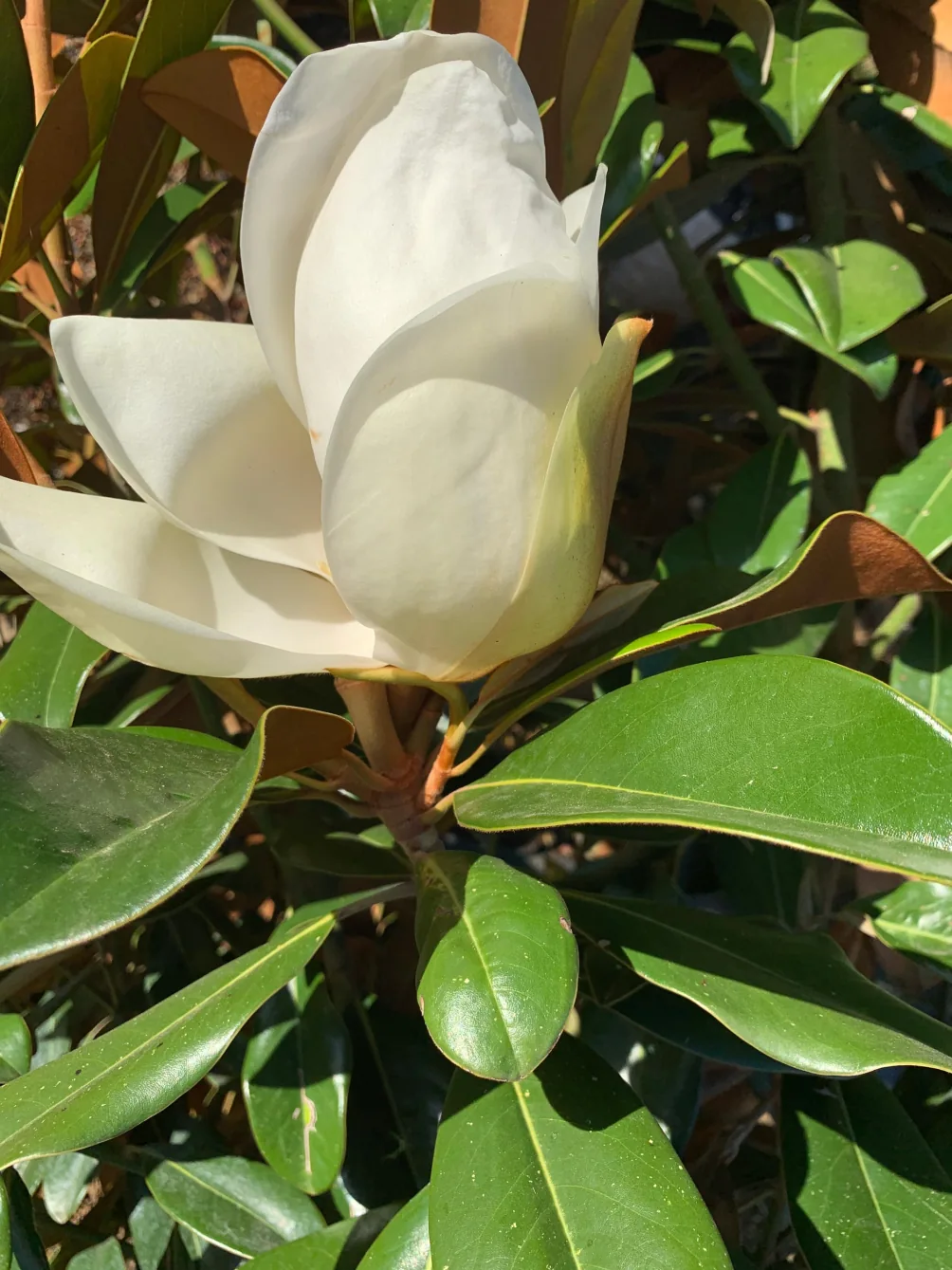 Магнолия Голиаф 'Goliath' — изображение 6