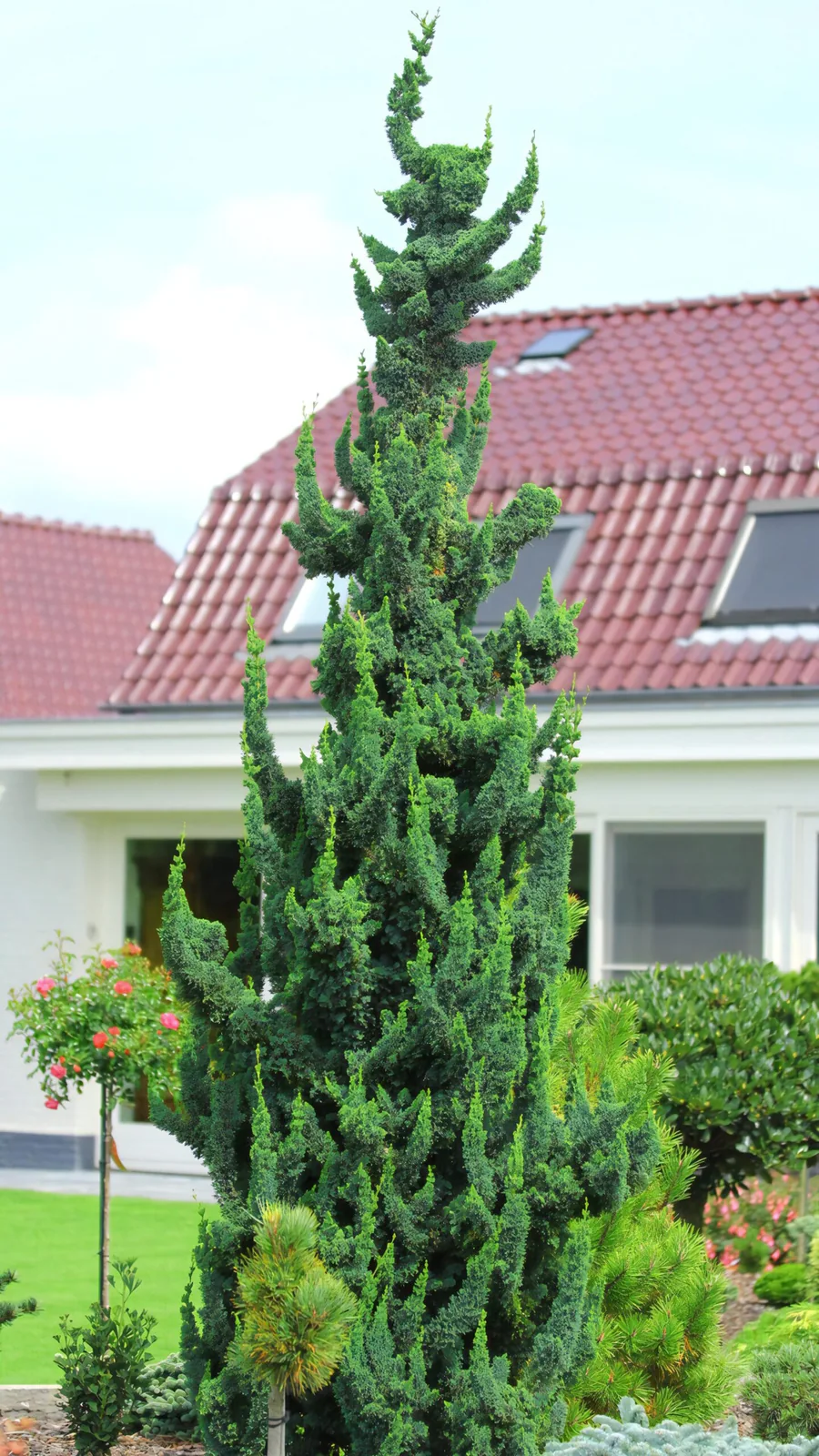 Кипарисовик Висели Сагуаро 'Wissel’s Saguaro'