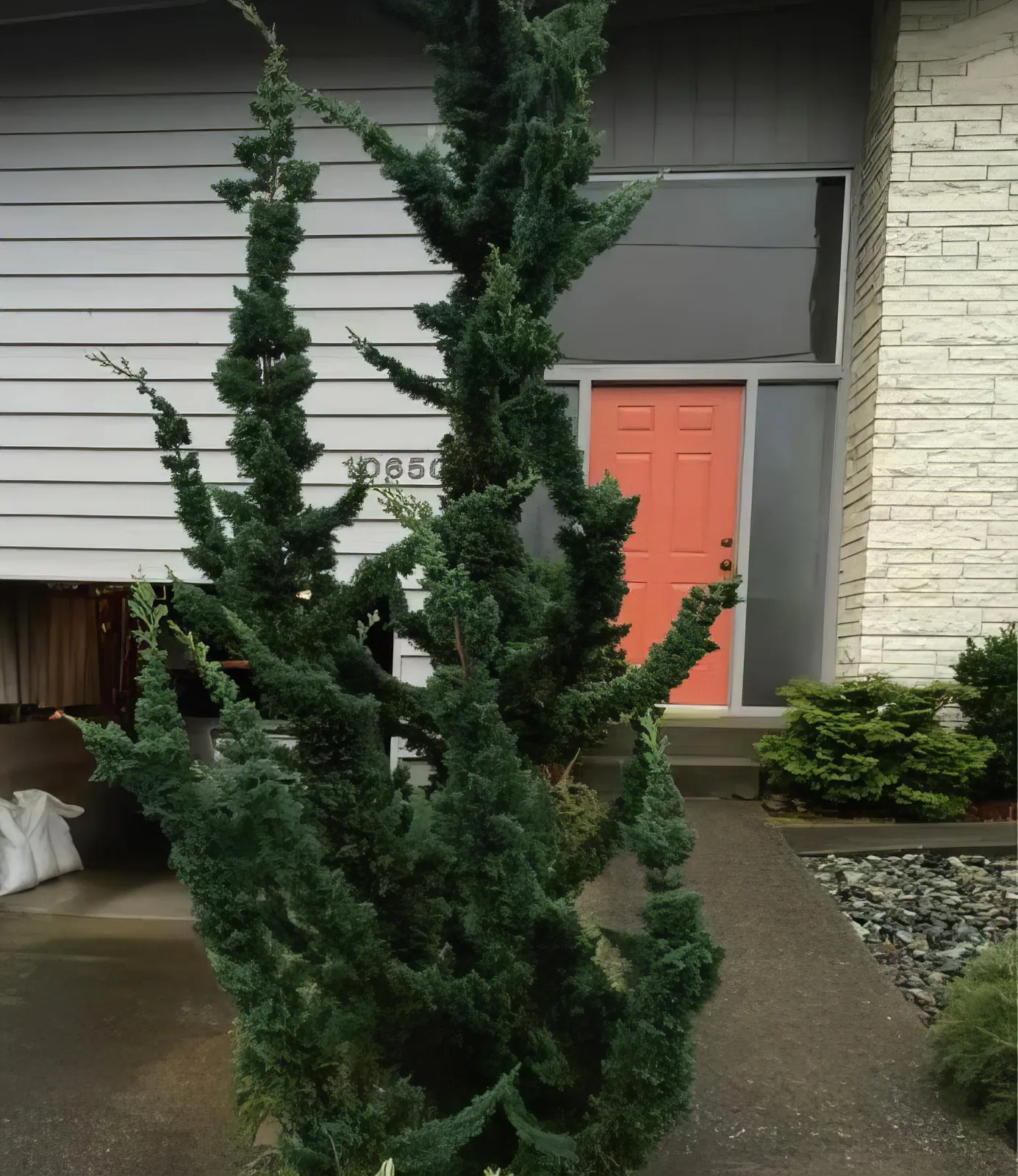 Кипарисовик Висели Сагуаро 'Wissel’s Saguaro' — изображение 3