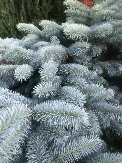 Ель Глаука Глобоза ‘Glauca Globosa’ — изображение 2