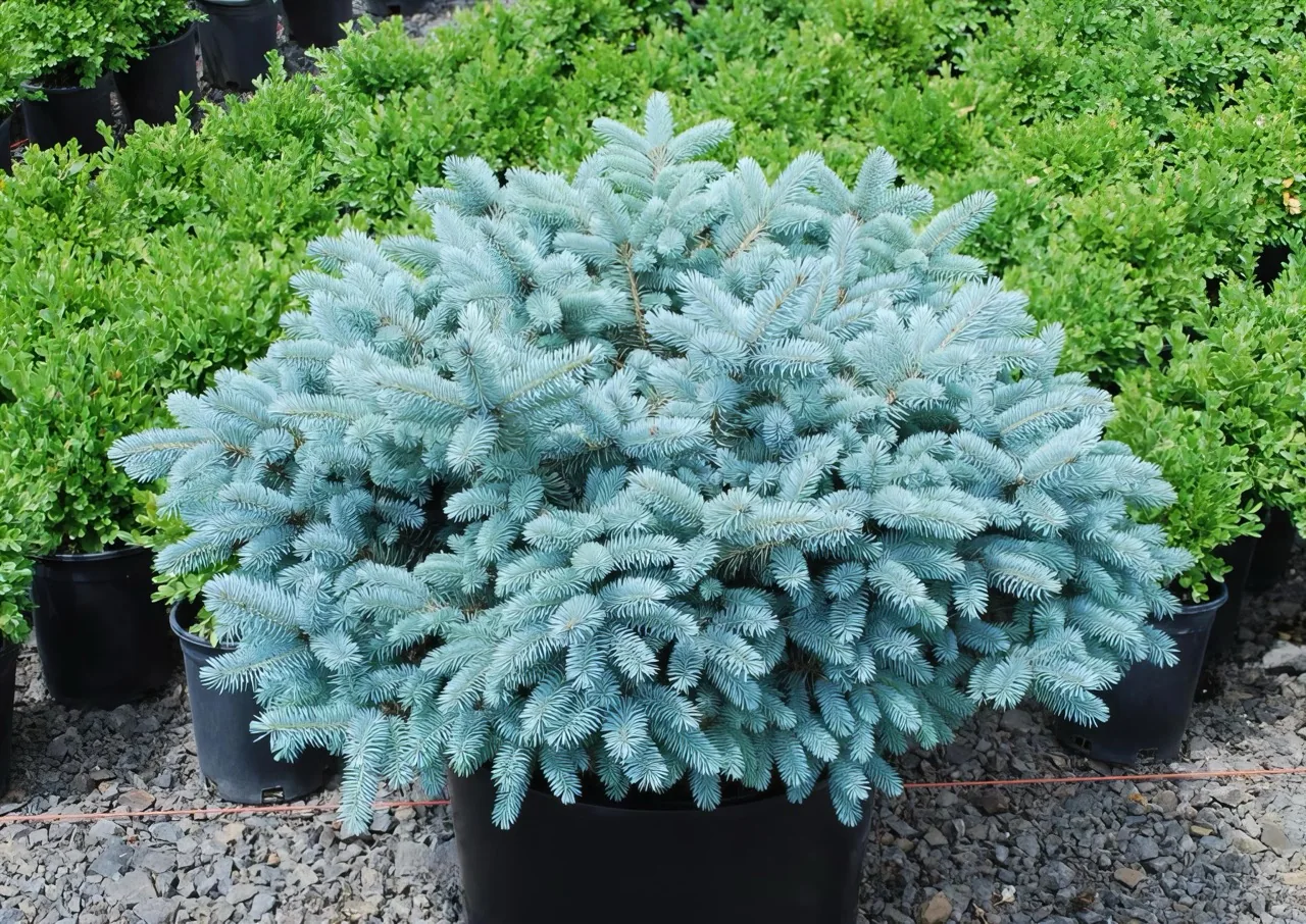 Ель Глаука Глобоза ‘Glauca Globosa’ — изображение 3