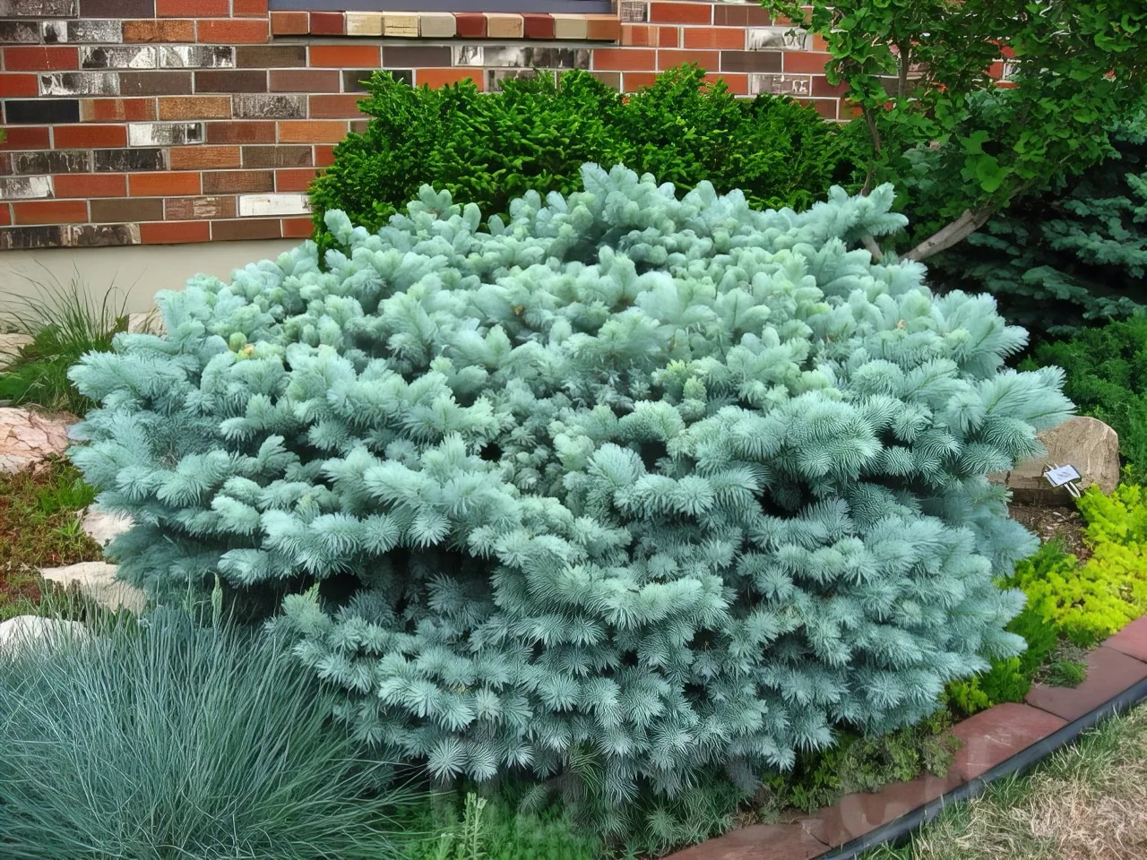 Ель Глаука Глобоза ‘Glauca Globosa’ — изображение 4