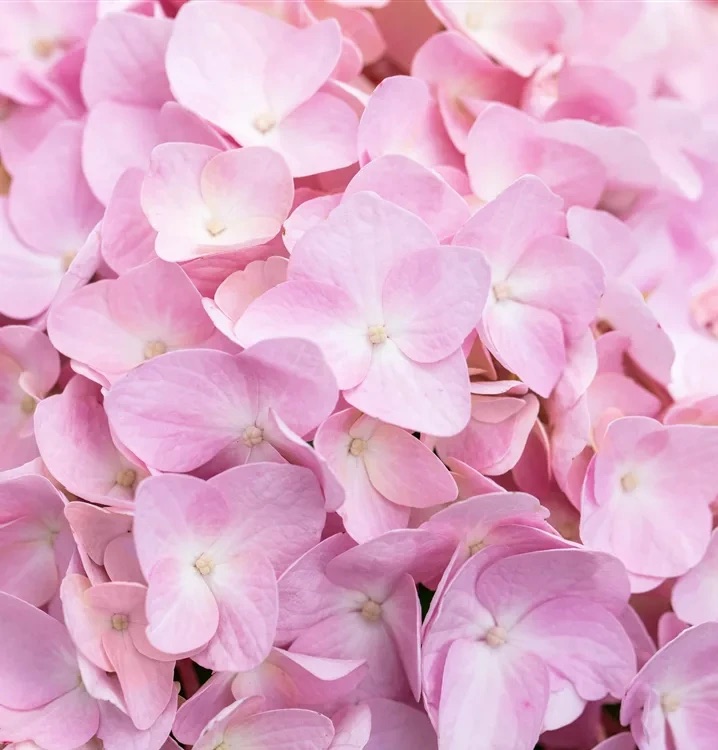 Гортензия крупнолистная 'Bouquet Rose'
