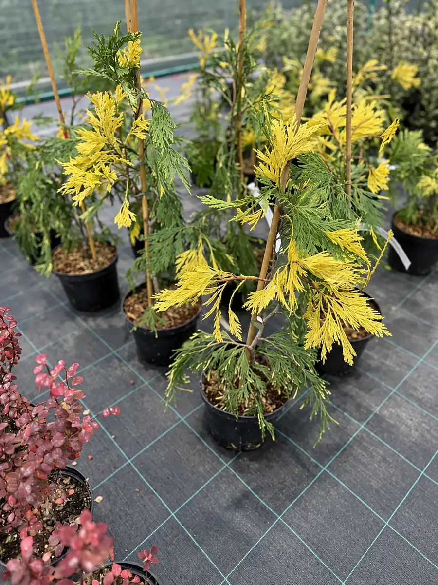 Калоцедрус Ауреовариегата 'Aureovariegata' — изображение 3