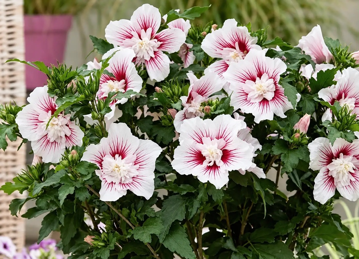 Гибискус 'Starburst Chiffon' — изображение 3